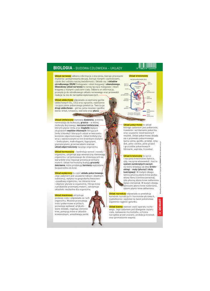 Mini ściąga - Biologia - Budowa Człowieka - Układy